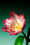 20250529earlymusicfestival13credits-zamus-und-good-enough-studio.jpg