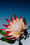 earlymusicfestival11credits-zamus-und-good-enough-studio.jpg