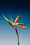 20250528earlymusicfestival4credits-zamus-und-good-enough-studio.jpg