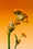 20250527earlymusicfestival10credits-zamus-und-good-enough-studio.jpg