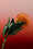 20250521earlymusicfestival2credits-zamus-und-good-enough-studio.jpg